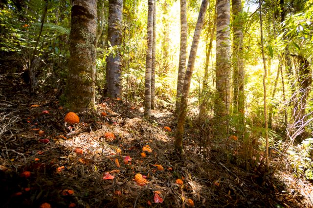 Hannah Valentine, Natural Processes (CY), 2021