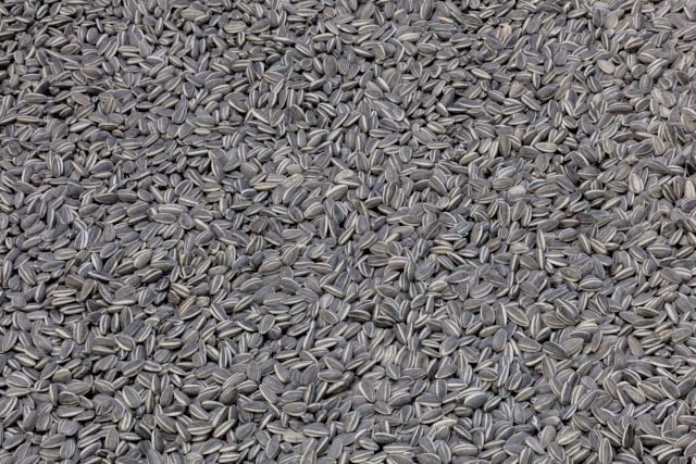 AI WEIWEI, Sunflower Seeds, 2010 (detail). Courtesy the artist and Marciano Art Foundation. Photo: Joshua White/JWPictures.com