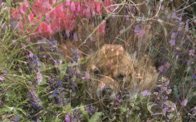 DAMON ZUCCONI, Garden, 2020