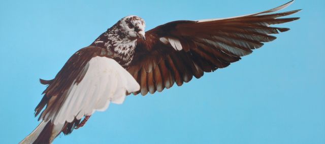 ROE ETHRIDGE, Pigeon, 2002. Photo: Hugard & Vanoverschelde Photography