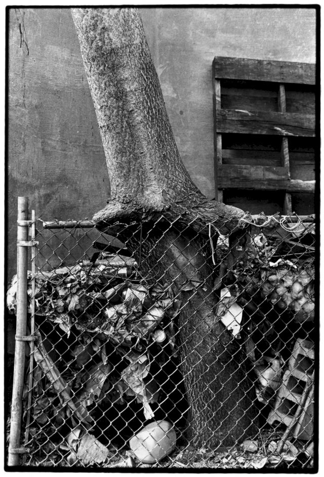 ZOE LEONARD, Tree + Fence, Out My Back Window, 1998. Courtesy of Hauser & Wirth, New York. © Zoe Leonard