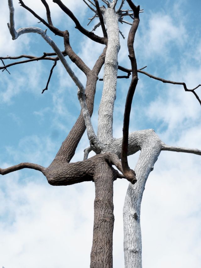 Identity, Giuseppe Penone, Kistefos Museum. Photo: Einar Aslaksen