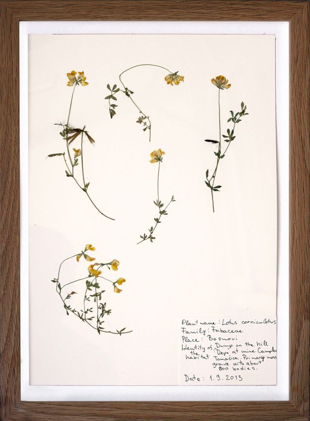 ISMAR ČIRKINAGIĆ, Herbarium, 2013