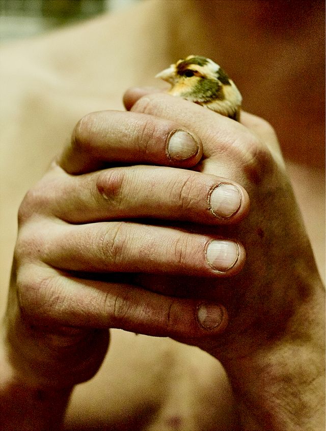 Zuza Krajewska, 'Ptak'. Courtesy of A Private Collection