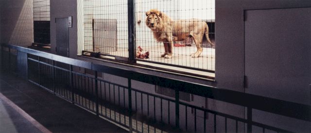 Candida Hofer, 'Zoologischer Garten Hannover V', 1992. Photo: Youssef El Badoui